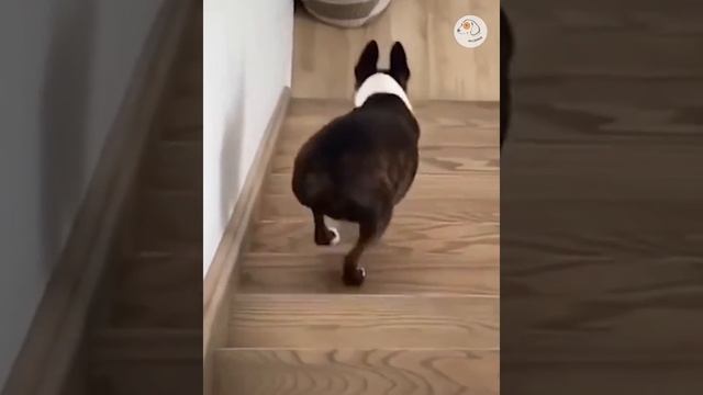 Смешные животные #146.mp4 смотреть онлайн