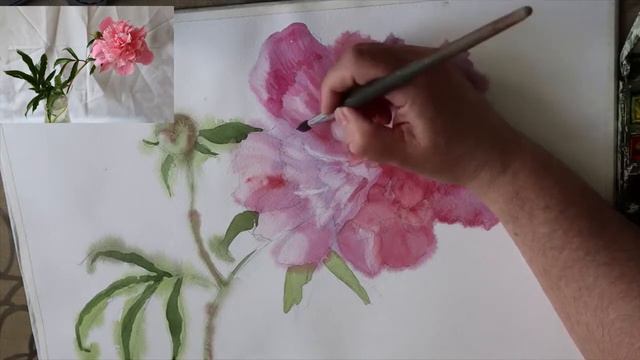 Акварельный этюд пиона. Время выполнения 3 урока ( часа). смотреть онлайн