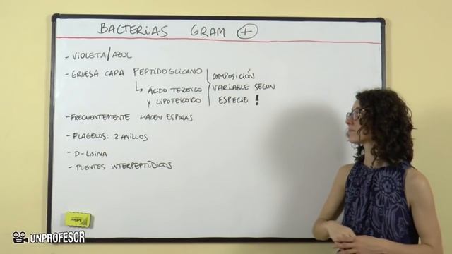 Bacteria Gram Positiva