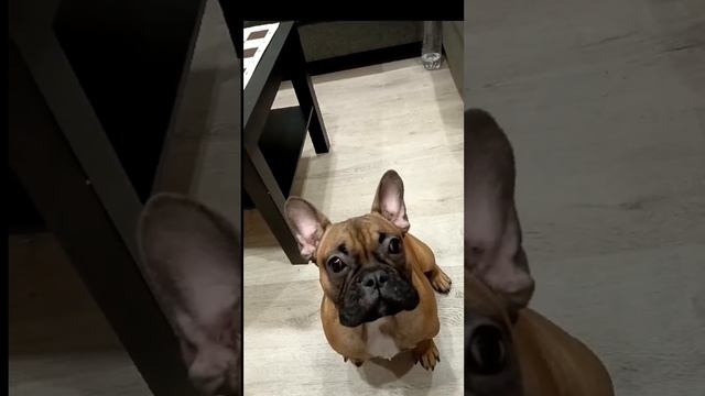 УМНЫЙ ЖОРИК смотреть онлайн