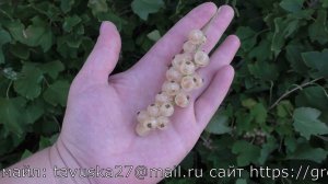 АЛМАЗНАЯ БЕЛАЯ белоплодная смородина дающая рекордные урожаи