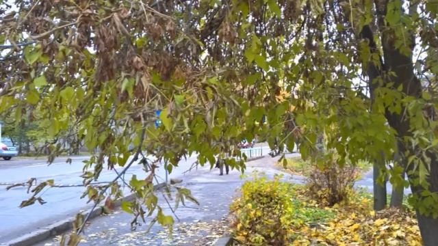 Осень Невель Листопад смотреть онлайн