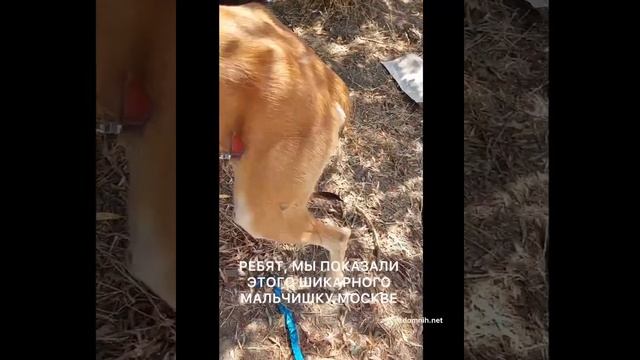 КТО БЬЁТ, А КТО ЕГО КИПЯТКОМ.. смотреть онлайн