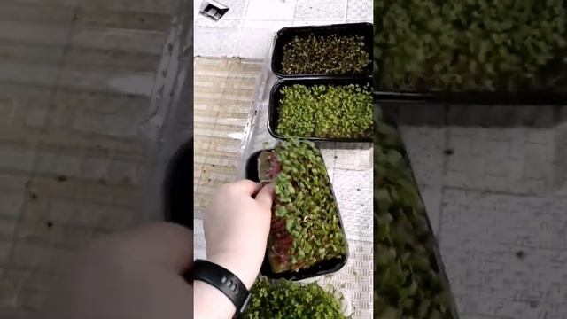 Нижний полив микрозелени. что, зачем и как?