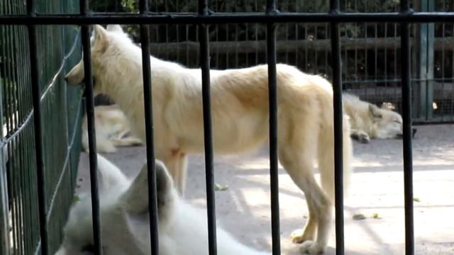 Wolf Family. Amazing White Wolf Noise, Sounds, Noises. Nature Sound