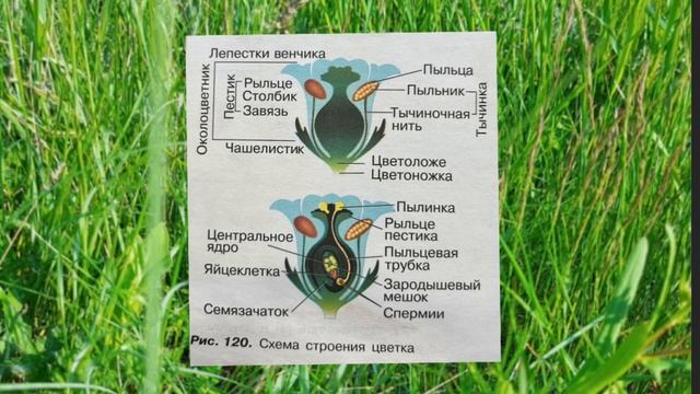 Биология 6 класс Параграф 49 Размножение покрытосеменных растений (Пасечник) аудио смотреть онлайн