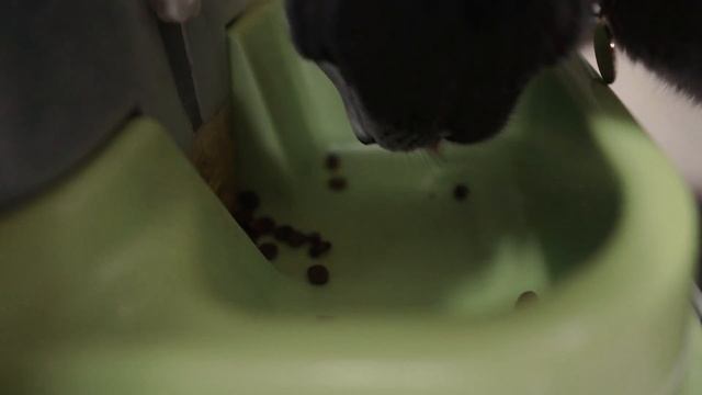 I Adopted a Russian Blue Cat in a TINY Apartment | Do I Recommend It? смотреть онлайн