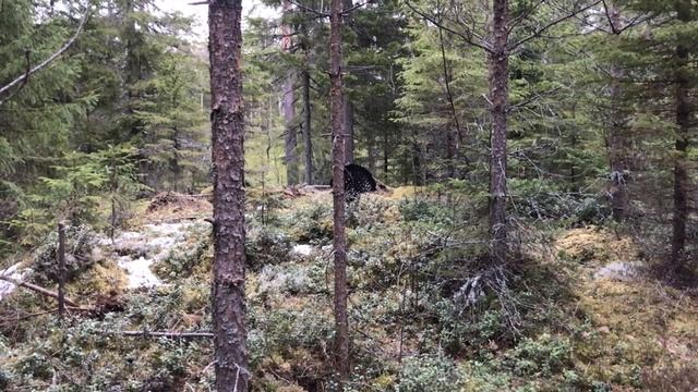 Глухариный ток, подошел на 5 метров. Охота на глухаря на току. Токовище и песня глухаря. смотреть онлайн