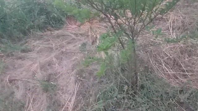 Кудранія справжня. перші плоди (завязь весною кудрания) смотреть онлайн