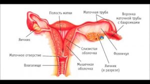 Репродуктивная система женщин
