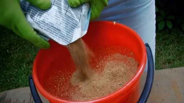 Что делать, если у китайской розы желтеют и опадают листья