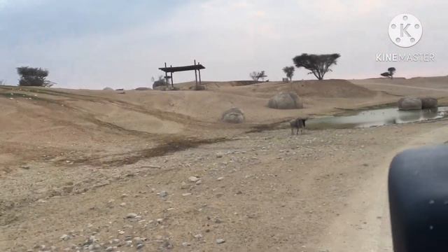 Al AIN ZOO SAFARI(Abu dhabi) смотреть онлайн