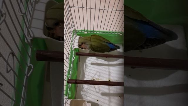 Новый попугай... #неразлучник #попугай #птица смотреть онлайн