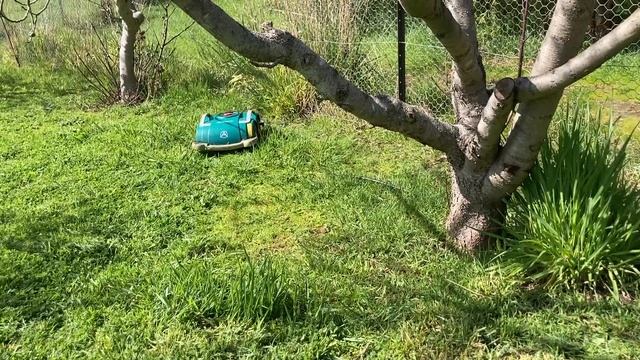 Ambrogio L60 Elite ( Lil Chop In Thick Wet Weedy Grass Punishment Test )