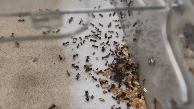 Домовой сверчок в гостях у messor structor/ house cricket's ants hunt смотреть онлайн