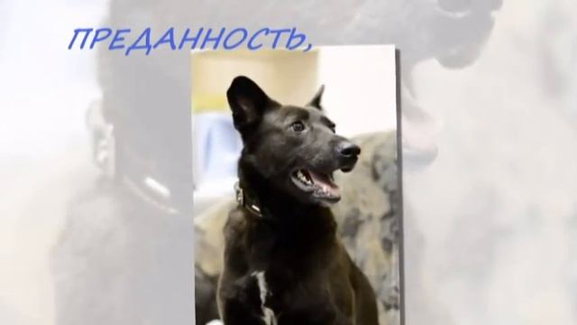 Подари Плюше дом и надежду на будущее смотреть онлайн