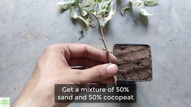 Grow Starlight Ficus From Cutting || Ficus Propagation смотреть онлайн