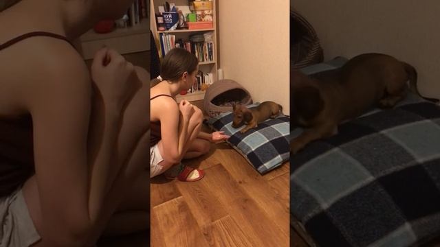 Цуценя такси . смотреть онлайн