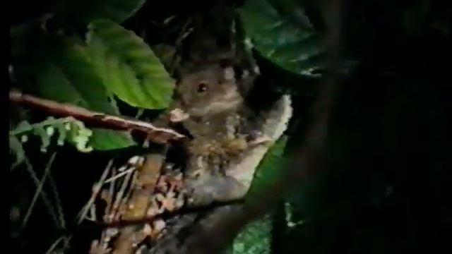 Papua New Guinea 1997 - Папуа — Новая Гвинея 1997