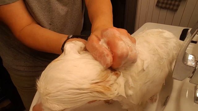 Купаем Длинношерстную Чихуахуа Нюсю [Белый Дом] смотреть онлайн