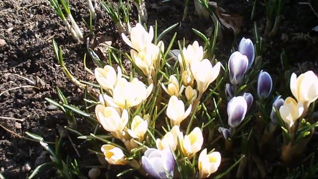 Первые садовые цветы крокусы смотреть онлайн