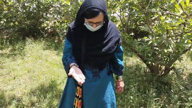 Village Walkامرود کےباغ کی سیر || Donkey Ke Jaan بچاٸی || Gaon Ke Sair || смотреть онлайн