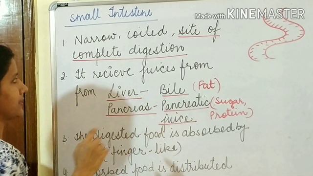 HOLOZOIC NUTRITION/NUTRITION IN ANIMALS/DIGESTIVE SYSTEM/class 7/CHAPTER 2/SCIENCE/NCERT/CBSE смотреть онлайн