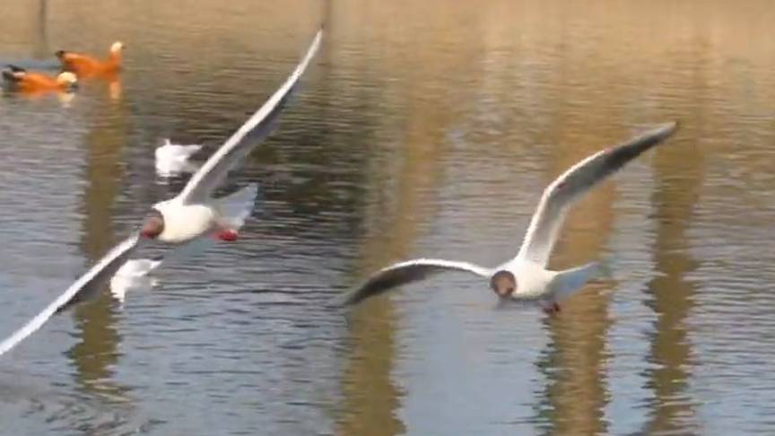 Seagulls on the Terletsky pond in Moscow. Slow motion. Замедление в 4 раза. смотреть онлайн
