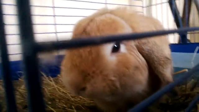 Кролик жует картошку смотреть онлайн