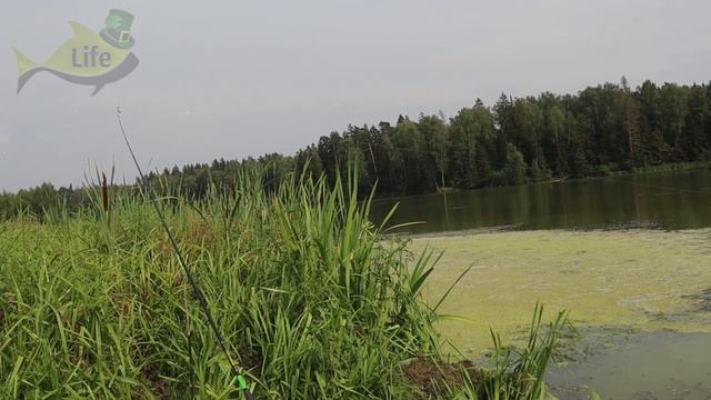 Нужно просто бросить эту траву в опарыша перед рыбалкой и вся рыба ваша. смотреть онлайн