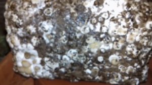 Грибы 2020 выращиваю дома/стимулирую грибной блок к плодоношению/ урожай с грибного блока шиитаке.