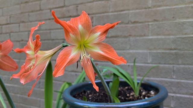 Hippeastrum puniceum and Hippeastrum striatum - Side by Side - Amaryllis family смотреть онлайн