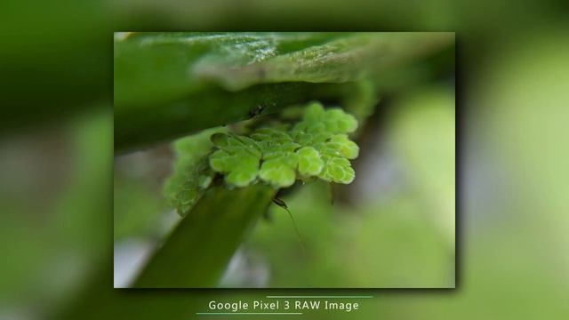 MACRO PHOTOGRAPHY WITH GOOGLE PIXEL 3 SMARTPHONE смотреть онлайн
