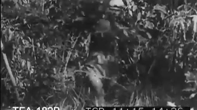 A Tiger Hunt In Bengal, 1950s смотреть онлайн