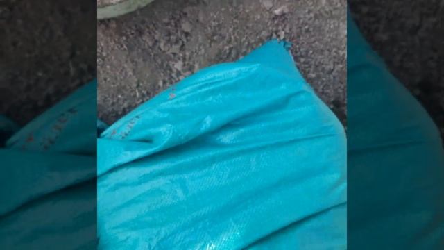 Виноград в Приморском крае! Пора, за качественными саженцами с душой ?☀️Сегодня 02.04.2023г! смотреть онлайн