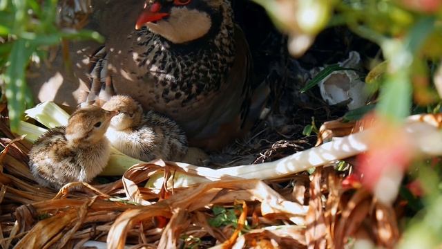 Red-Legged Partridge breeding in Norfolk Garden смотреть онлайн