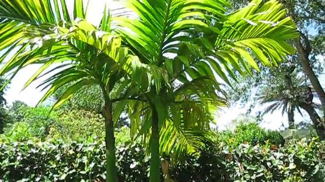 Areca catechu Betel Nut Palm смотреть онлайн