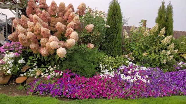 Метельчатые гортензии. Какие цветы можно сажать вокруг. смотреть онлайн