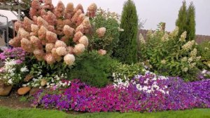 Метельчатые гортензии. Какие цветы можно сажать вокруг.