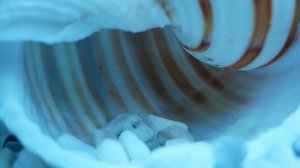 Ракушки для Аквариума