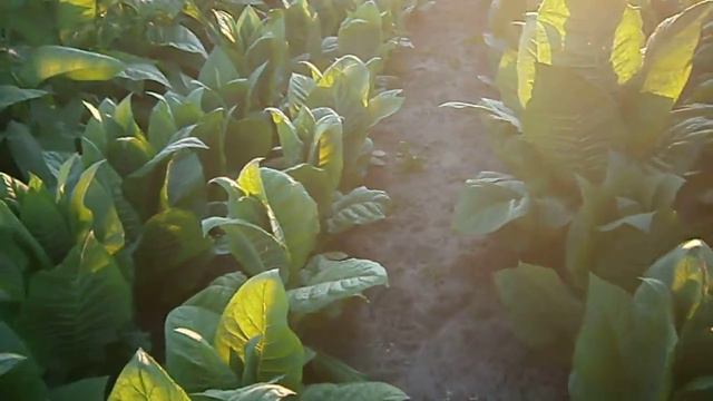 Tobacco Ukraine/Выращивание табака, Украина, г.Прилуки- 27,06,2016,Tobacco Fermenting смотреть онлайн