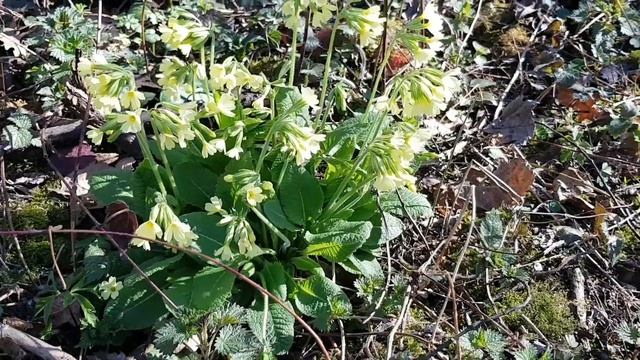 ?️ Porträt 015 - Hohe Schlüsselblume (Primula elatior) - Wildpflanzen-Steckbrief (Essbar) смотреть онлайн