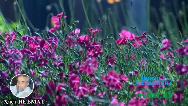 Барномаи навбатии "Атри сухан" - Ҳаёт Неъмат смотреть онлайн