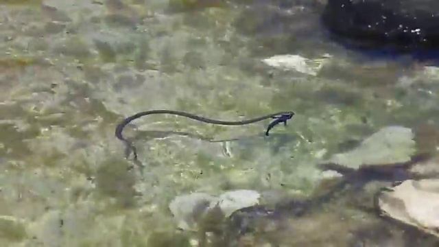 Змея ловит рыб смотреть онлайн