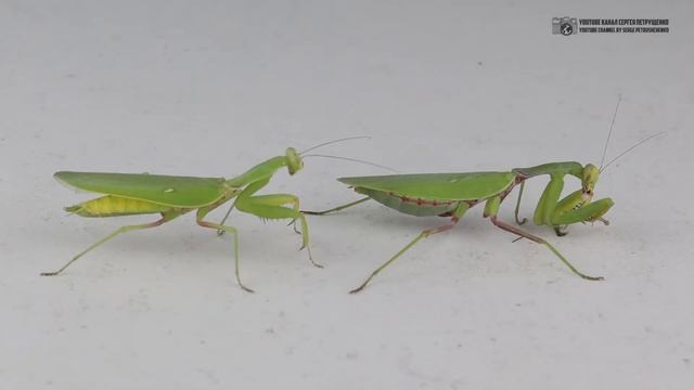 Древесный богомол в природе и в качестве домашнего питомца // Clever Cricket смотреть онлайн