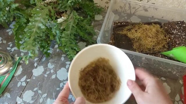 Папоротники. Флебодиум Даванна. ? смотреть онлайн