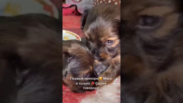 Щенки русского тоя, 23 дня / уже едят сырое мясо / хищники / Жизнь той- терьеров смотреть онлайн