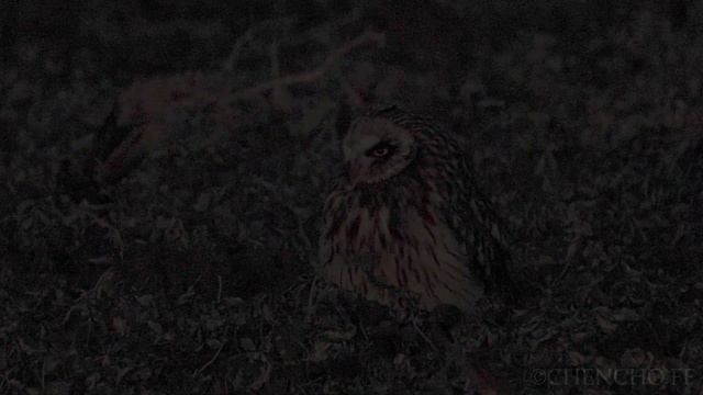 Búho campestre. Punta Ballota. смотреть онлайн