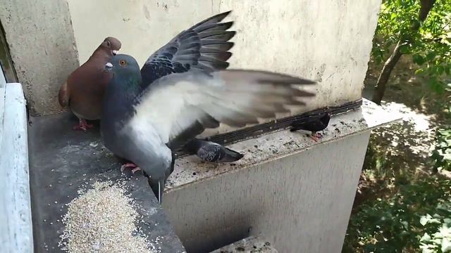 21 июля. Голуби. смотреть онлайн