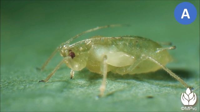 Механизм проникновения инсектицидов смотреть онлайн